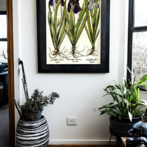 Botanical Illustration Hand Drawn Irises from 1613 |  Digital Download, Ready-to-Print